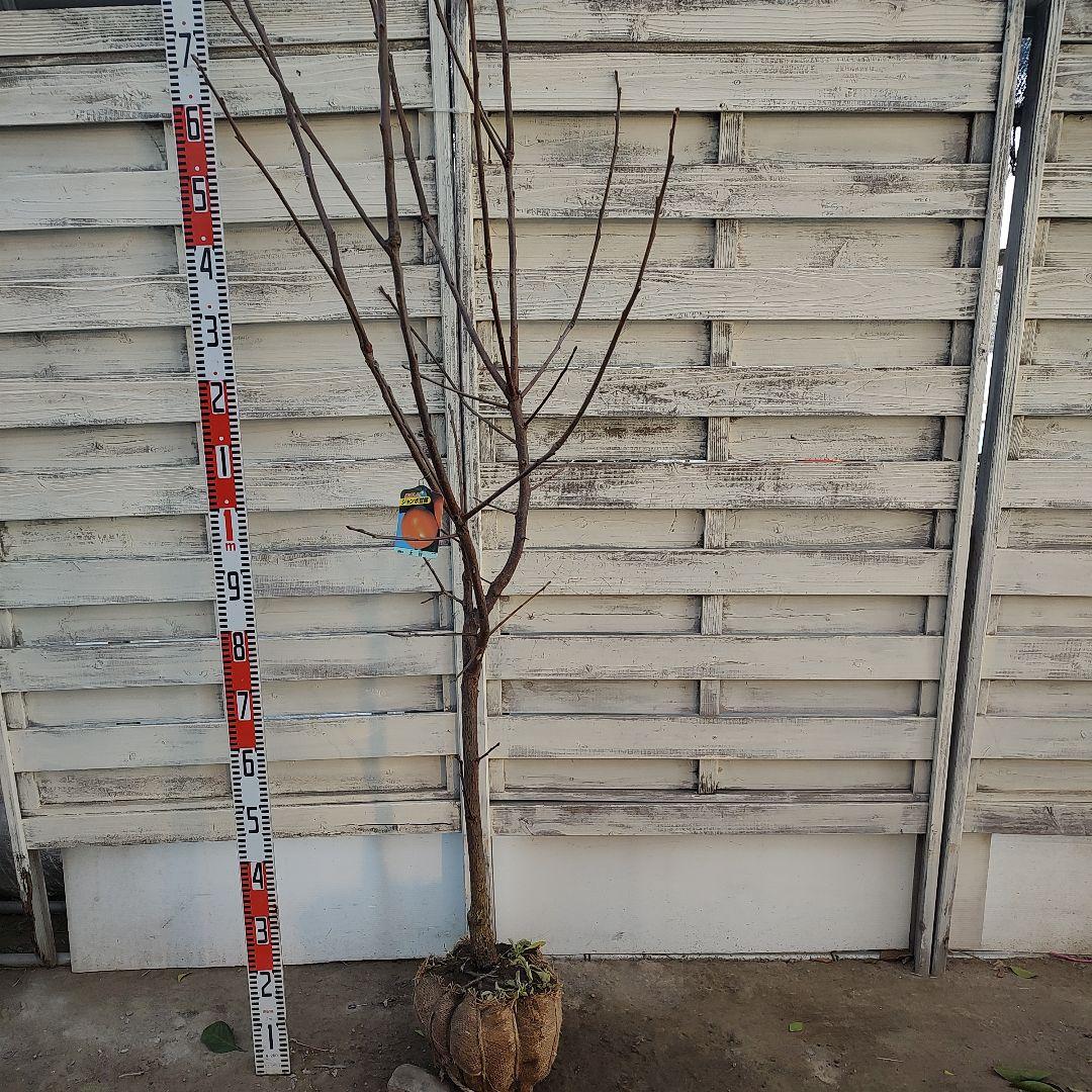 ドットさま専用 太秋柿 3年生 苗木