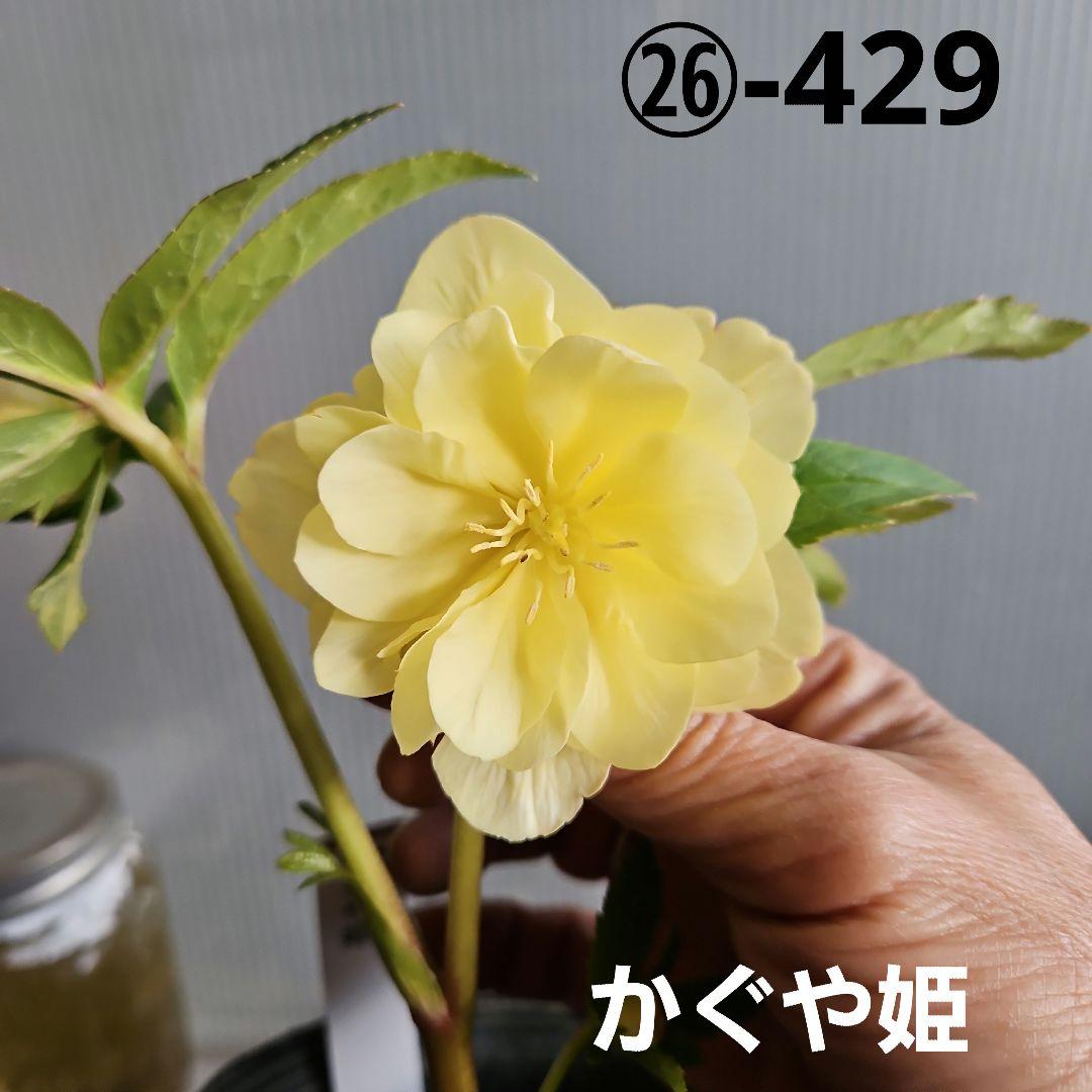 ㉖-429クリスマスローズ