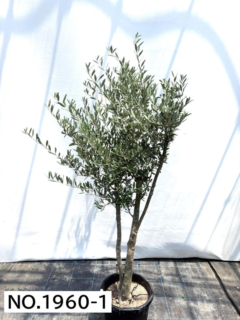 オリーブの木　シプレシーノ　約180cm　NO.1960　大型　現品掲載　古木