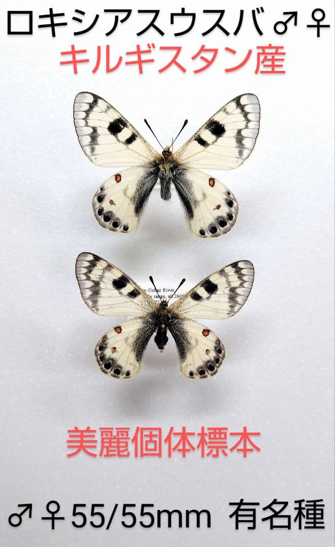 ロキシアスウスバシロ♂♀標本★キルギスタン産★極美麗ペア標本詳細ラベル付
