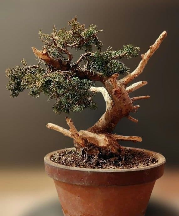 訳あり品！真柏盆栽！