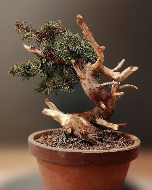 訳あり品！真柏盆栽！