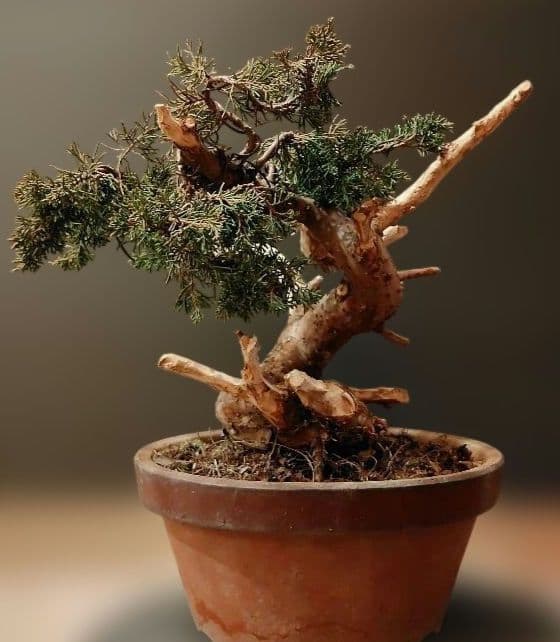 訳あり品！真柏盆栽！