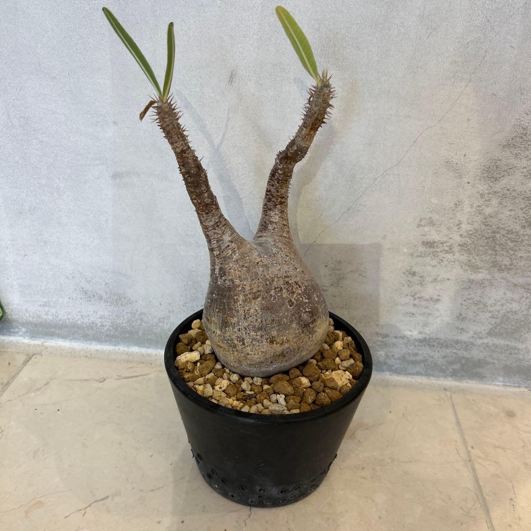 Pachypodium gracilis - 現地球　発根済み
