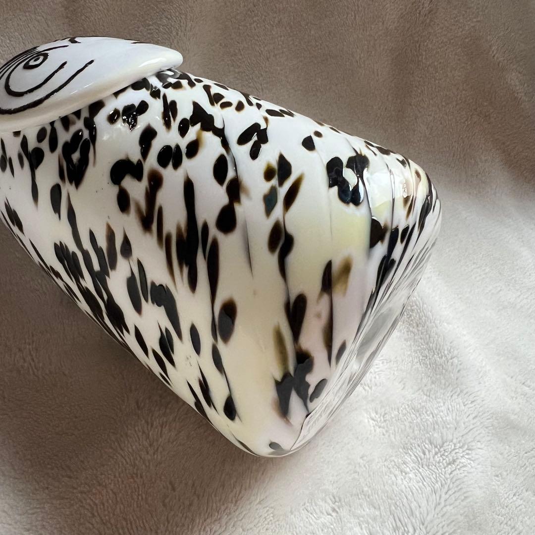 イッタラ シロフクロウ  y owl