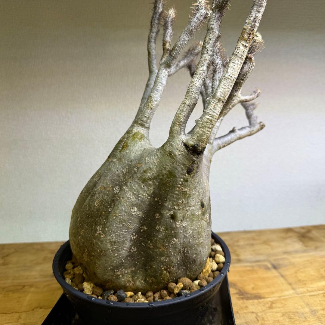 パキポディウム グラキリス 現地球 発根管理中