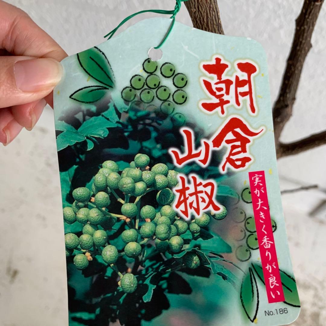 朝倉山椒　約180cm 根巻【サンショウ/実山椒/山椒/ハジカミ/木の実】41