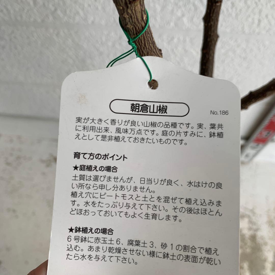 朝倉山椒　約180cm 根巻【サンショウ/実山椒/山椒/ハジカミ/木の実】41