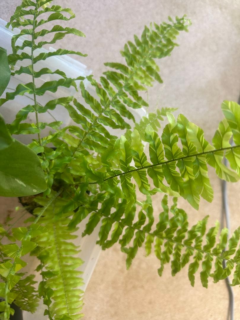 観葉植物セット