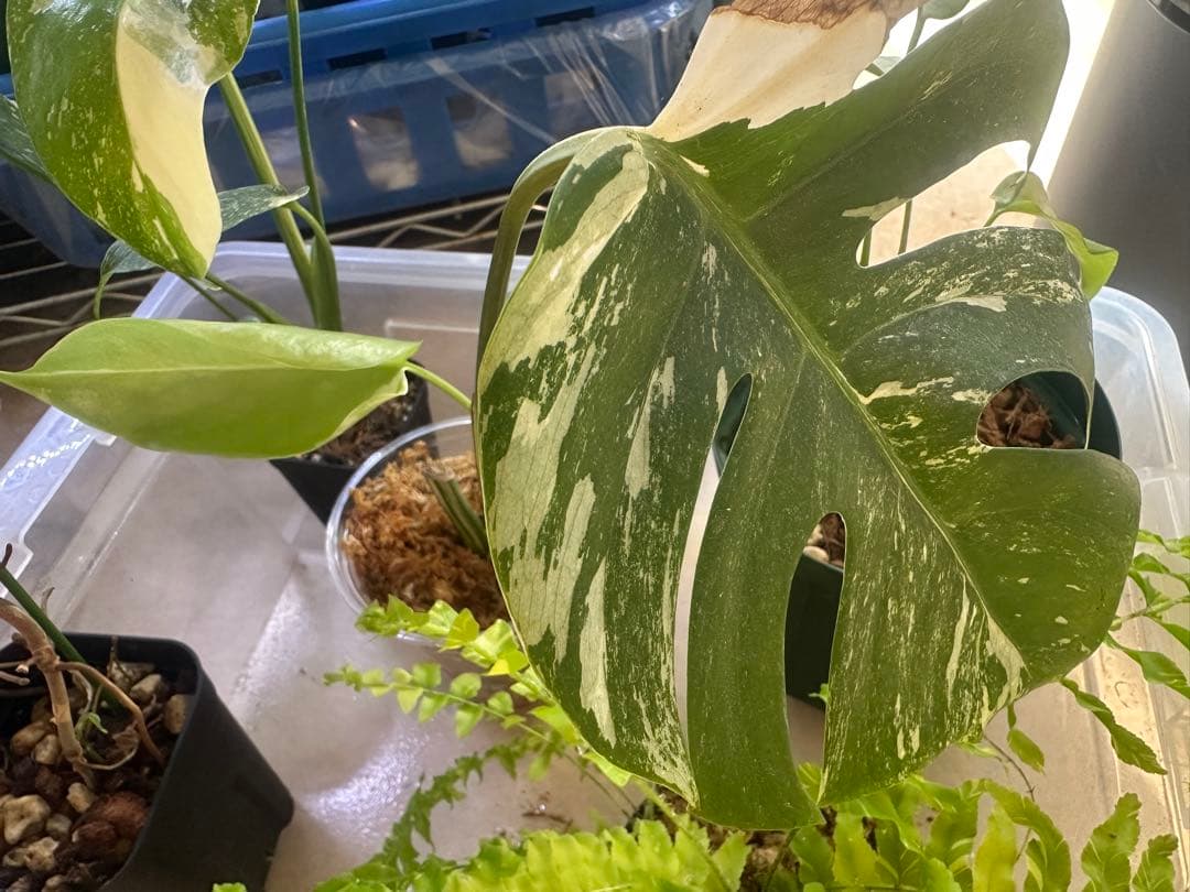 観葉植物セット