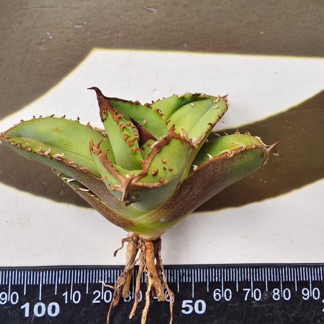 803【上澳園芸】 アガベ　agave チタノタ 鰐亀 優良血統