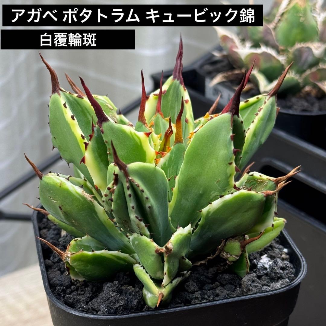 アガベ ポタトラム キュービック錦　鉢ごとメルカリ便発送