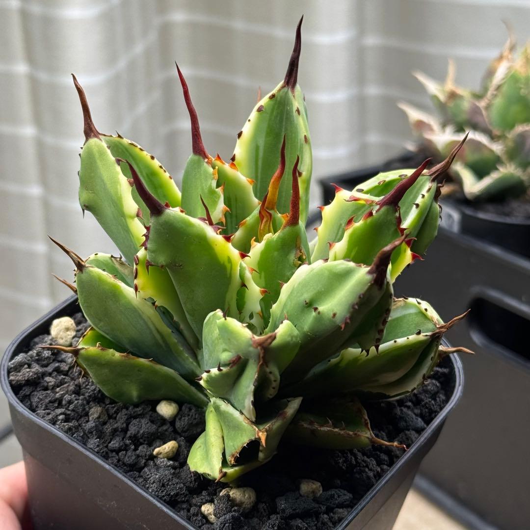 アガベ ポタトラム キュービック錦　鉢ごとメルカリ便発送