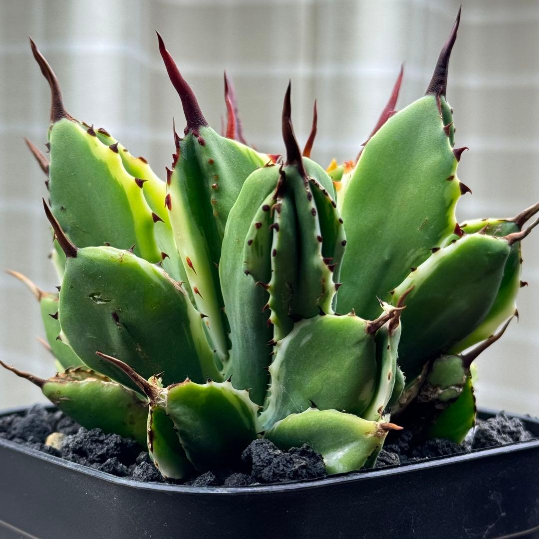 アガベ ポタトラム キュービック錦　鉢ごとメルカリ便発送