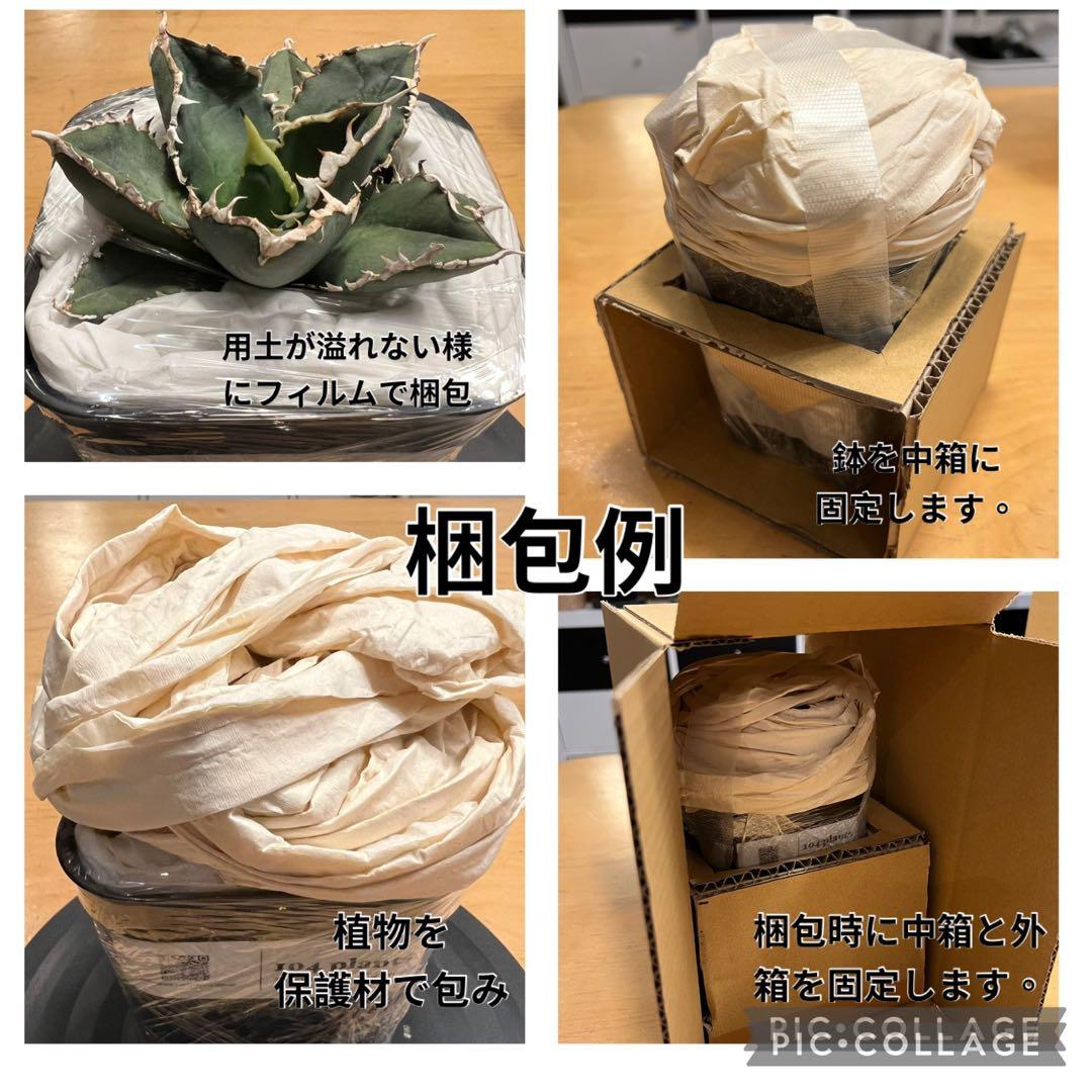 アガベ ポタトラム キュービック錦　鉢ごとメルカリ便発送