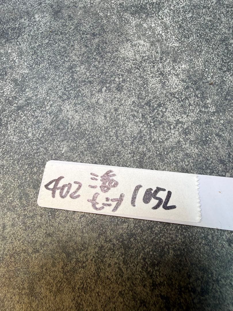 センナ　メリディオナリス　海外実生　発根済み　402