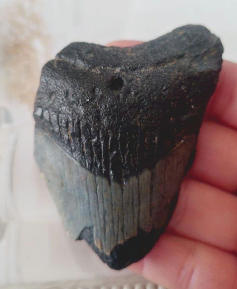 メガロドンの歯の化石B　不完全アメリカノースキャロライナ