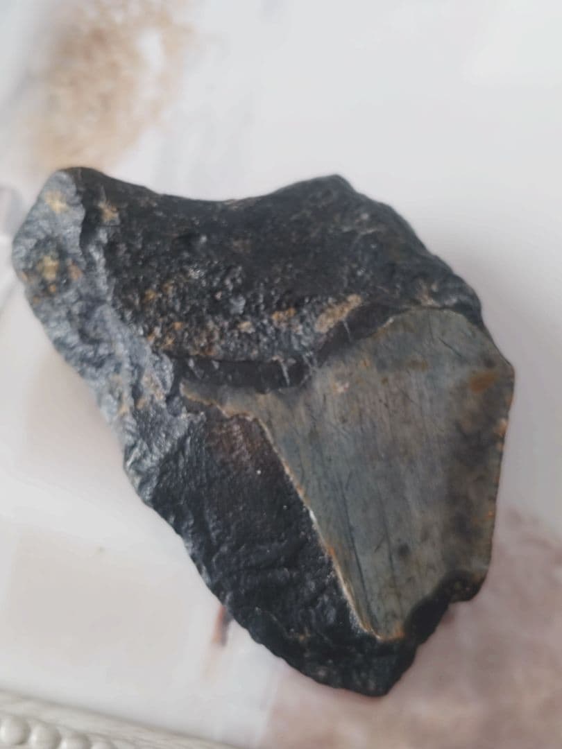 メガロドンの歯の化石B　不完全アメリカノースキャロライナ