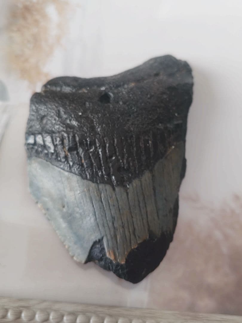 メガロドンの歯の化石B　不完全アメリカノースキャロライナ