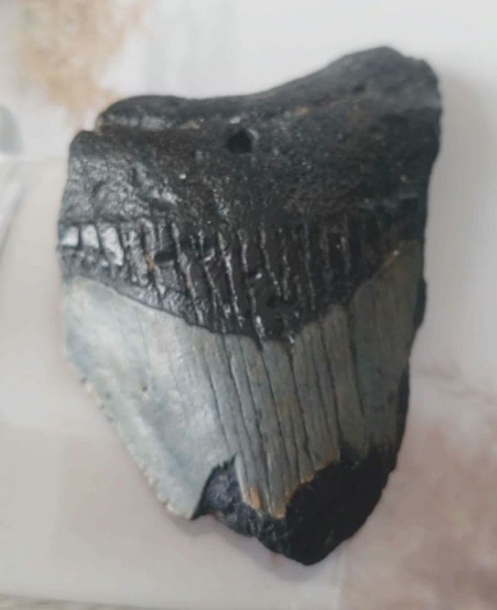 メガロドンの歯の化石B　不完全アメリカノースキャロライナ