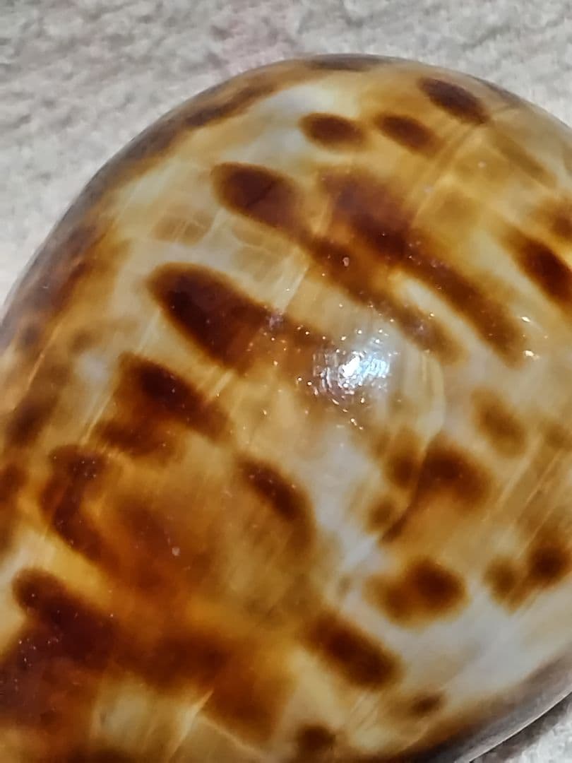 貝殻 ビードロダカラ (タカラガイ科)