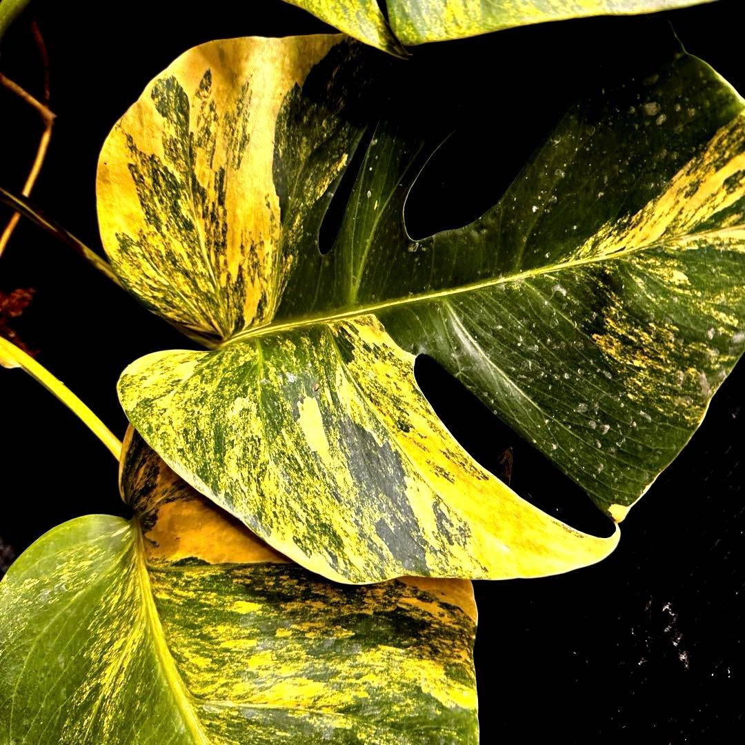 百*式様 斑入りモンステラボルシギアナオーレア黄斑50㎝鉢植え/検索→イエローマ