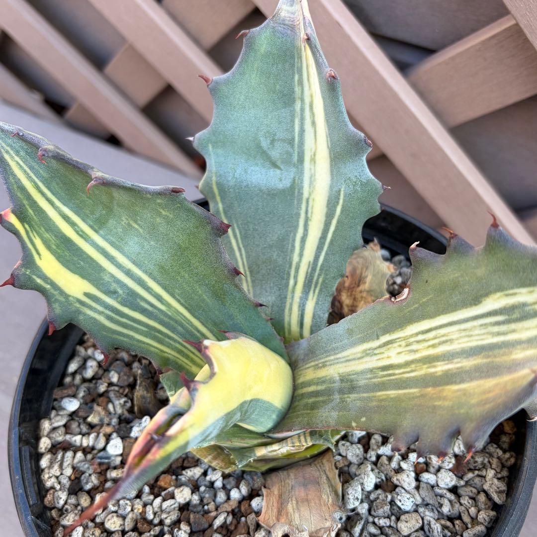 アガベ　美株　大株　サルミアナフェロックス錦　刷斑　縞斑