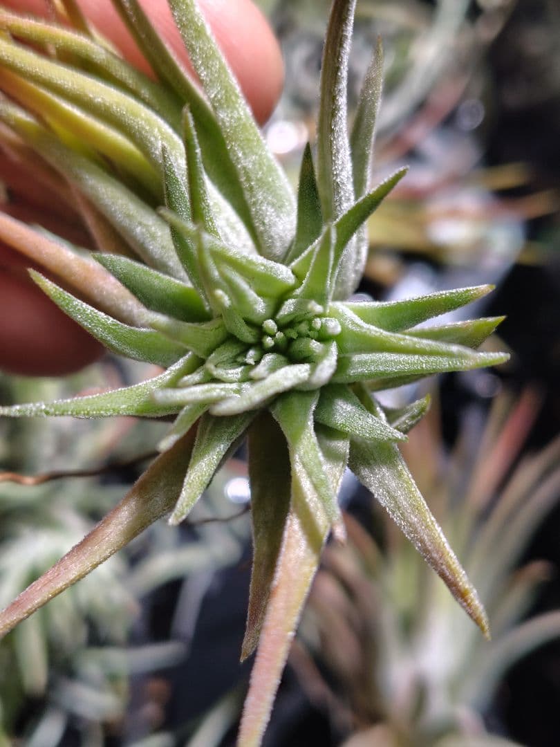 T. ionantha tall velvet 石化 綴化