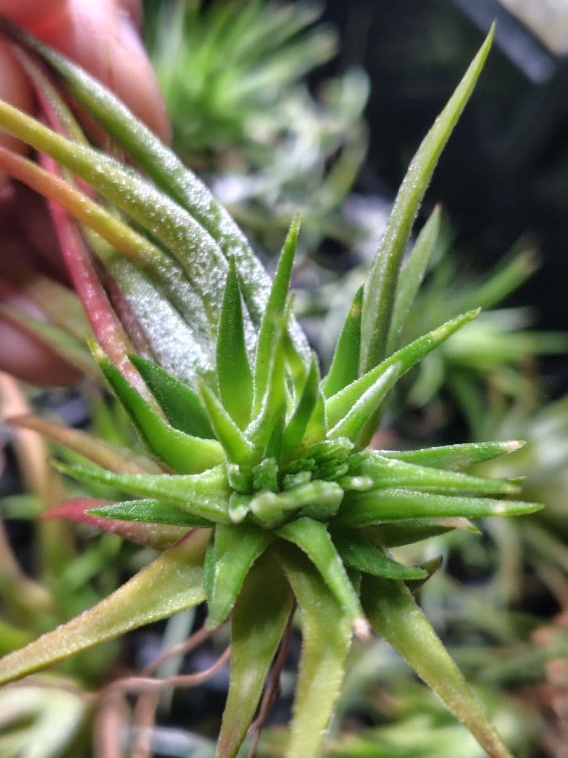 T. ionantha tall velvet 石化 綴化