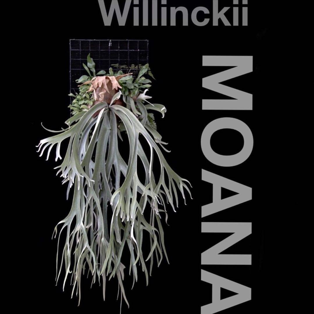 P. willinckii cv. Moana ビカクシダ