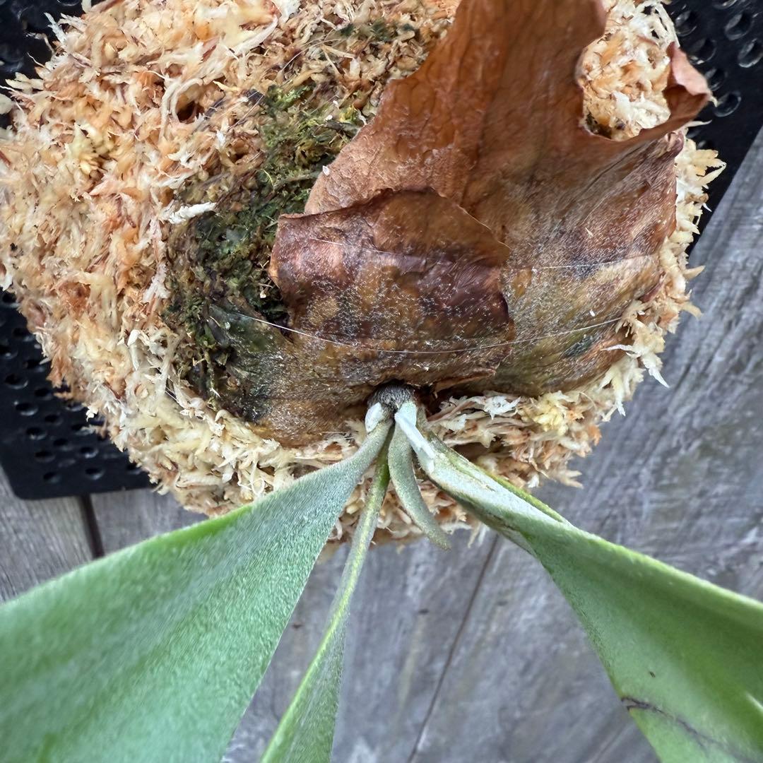 P. willinckii cv. Moana ビカクシダ