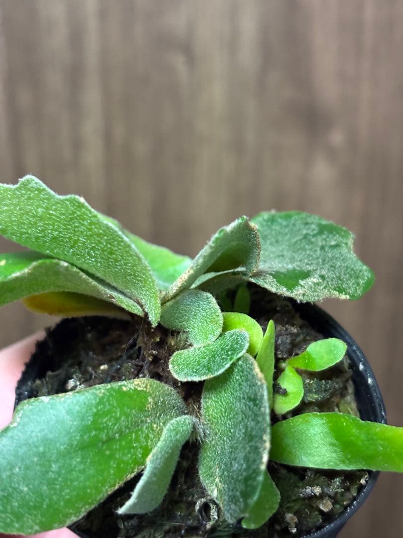 トンコツ【2026/1/1まで限定専用】