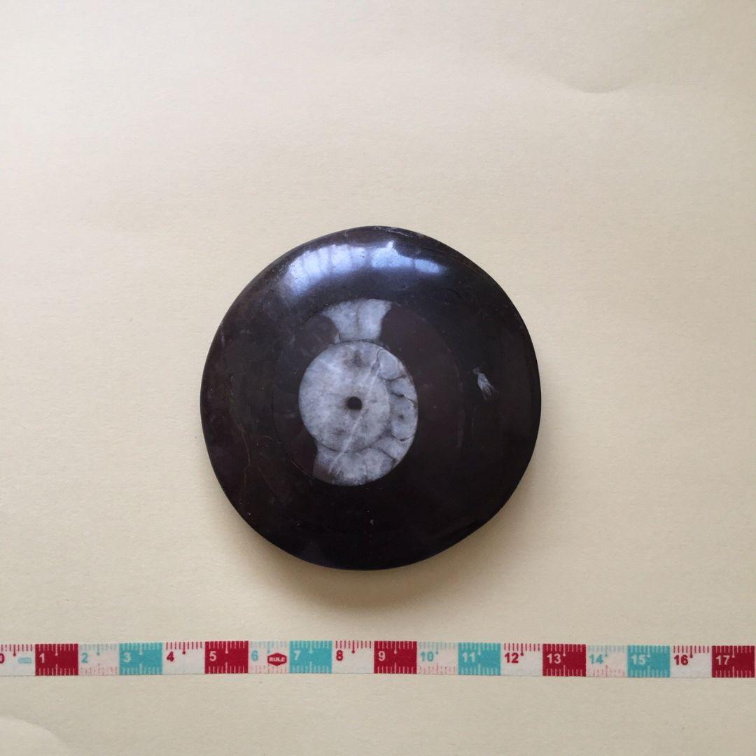 化石のペーパーウェイト