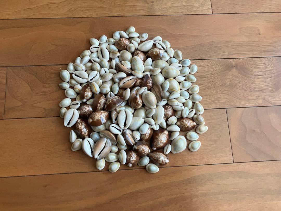 沖縄　天然　貝殻　巻き貝　標本 ハチジョウダカラガイ　宝貝　ハンドメイド素材