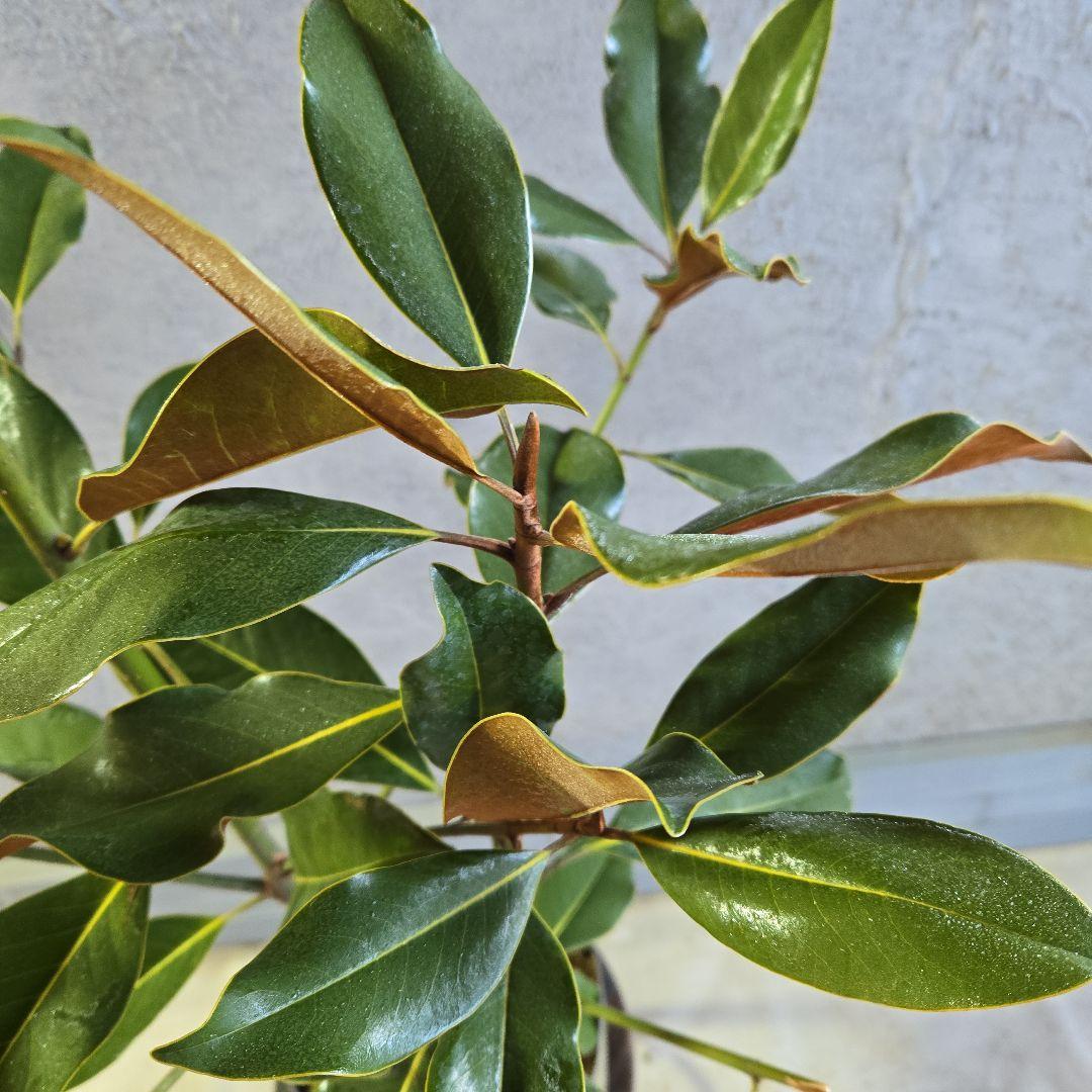 ①　タイサンボク　「リトルジャム」　特大苗木最高等級極上品‼️