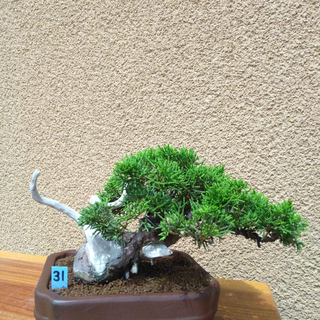 糸魚川真柏盆栽No.31