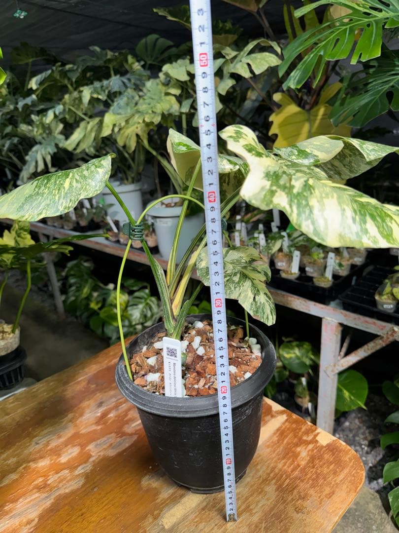 真・ホワイトスノー（白雪）モンステラ タイコンステレーション