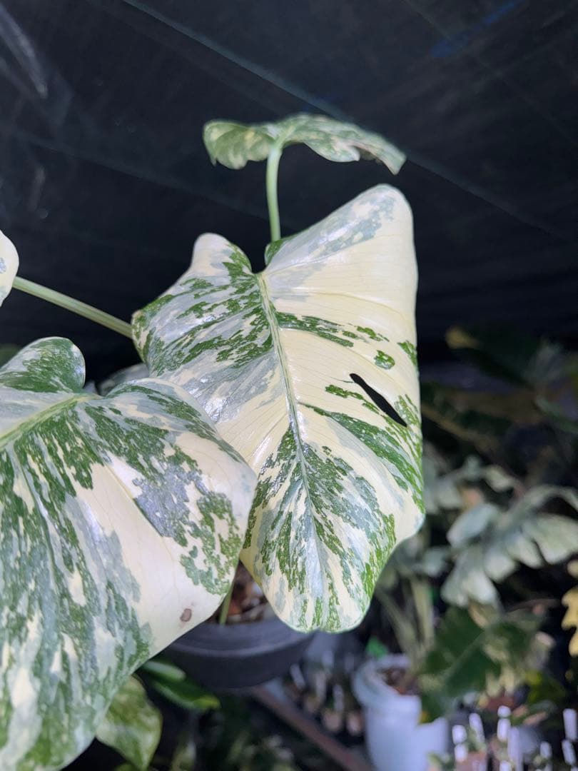 真・ホワイトスノー（白雪）モンステラ タイコンステレーション