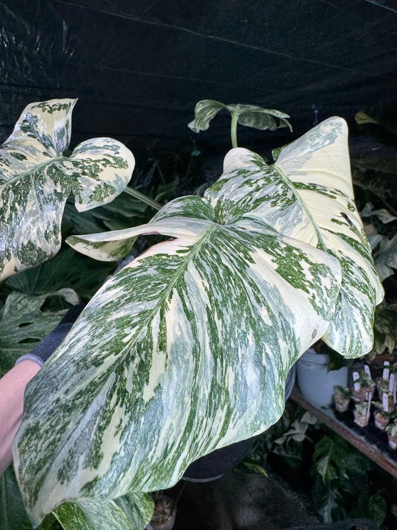 真・ホワイトスノー（白雪）モンステラ タイコンステレーション