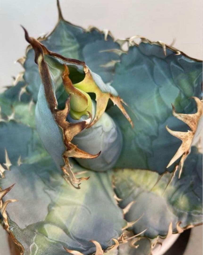 アガベ　チタノタ　‘1981’ 極上ブルー