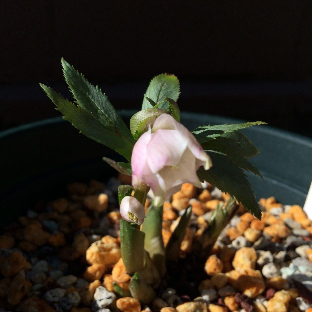 クリスマスローズ苗　チベタヌス　2〜3作開花見込株　3号ポット 種子おまけ付