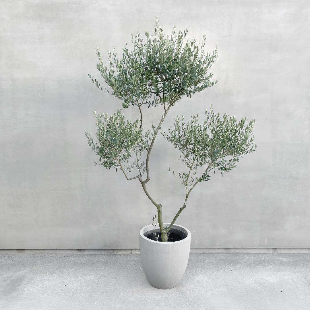 観葉植物 オリーブ 180cm 10号