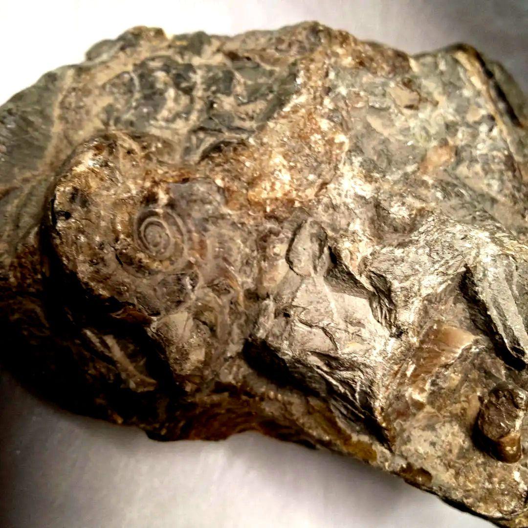 ⭐️ アンモナイトの塊 M-A