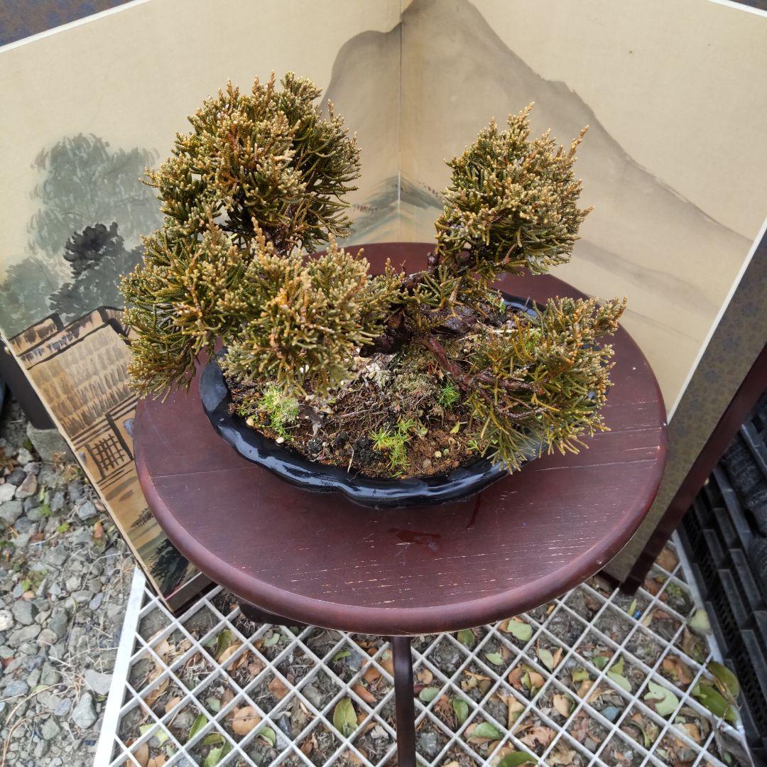 真柏捻転盆栽