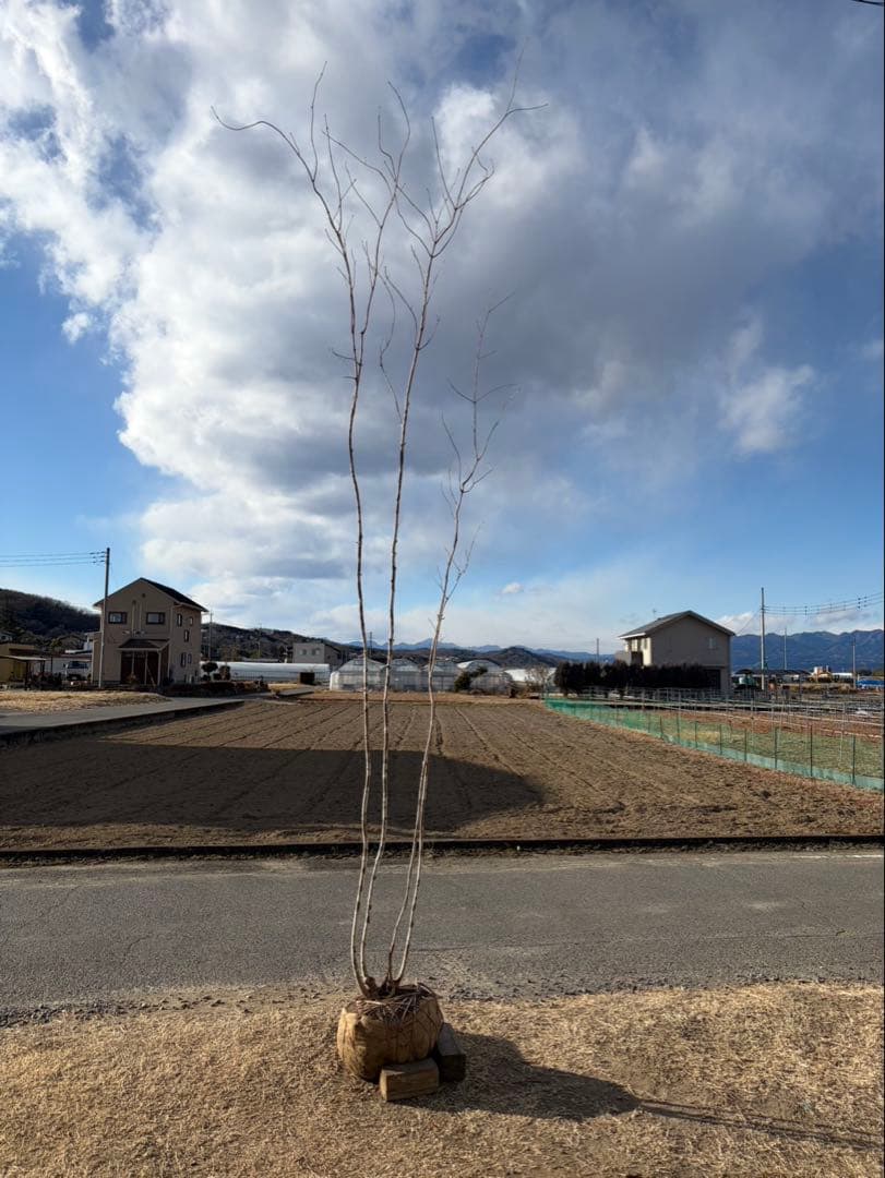 山採り アオダモ 自然樹形 株立ち 4本立ち
