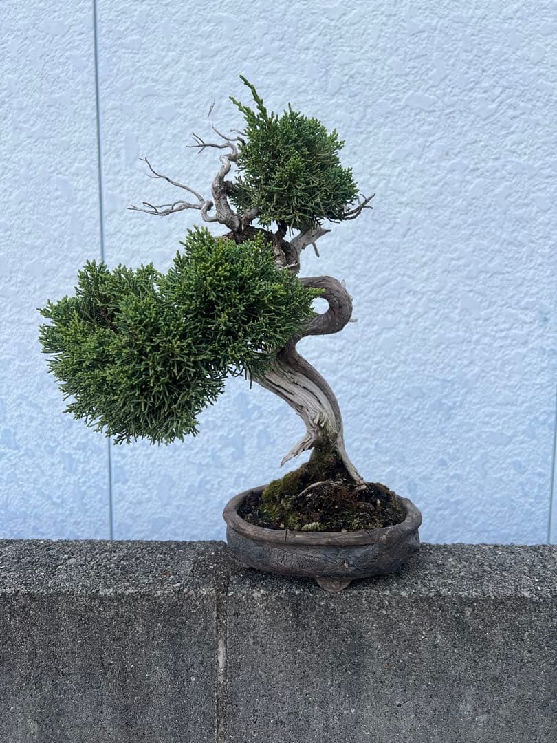 盆栽 真柏 極上 曲がり型盆栽 陶器鉢