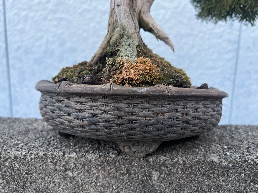 盆栽 真柏 極上 曲がり型盆栽 陶器鉢