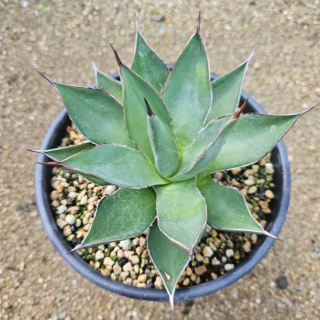 アガベ　アリゾニカ　短葉肉厚