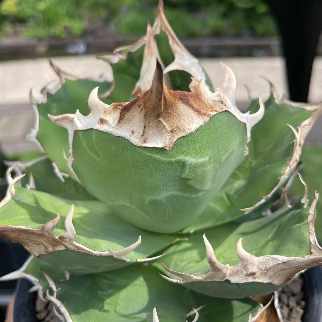 アガベ　白犀牛