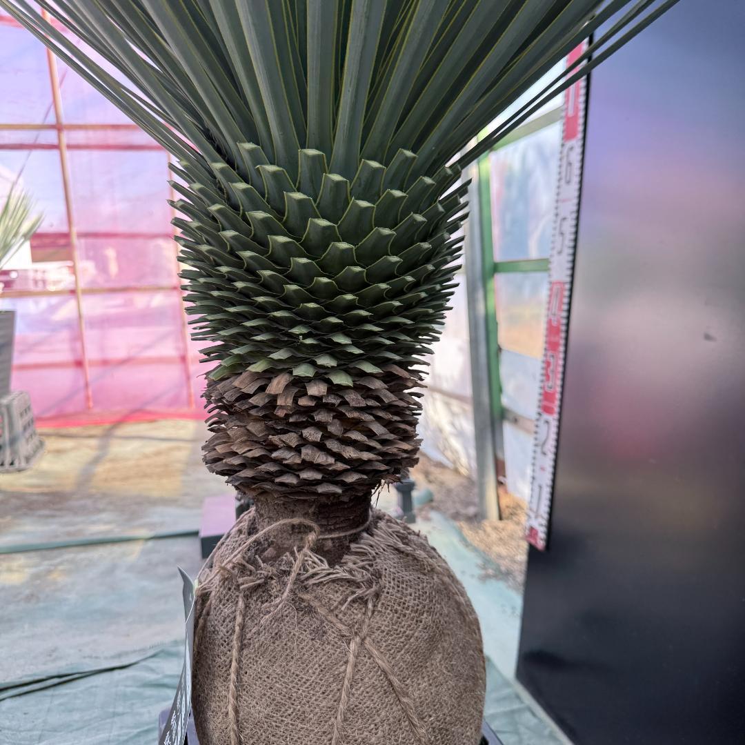 【AL1095】ユッカ　ロストラータ